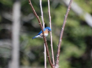 bluebird