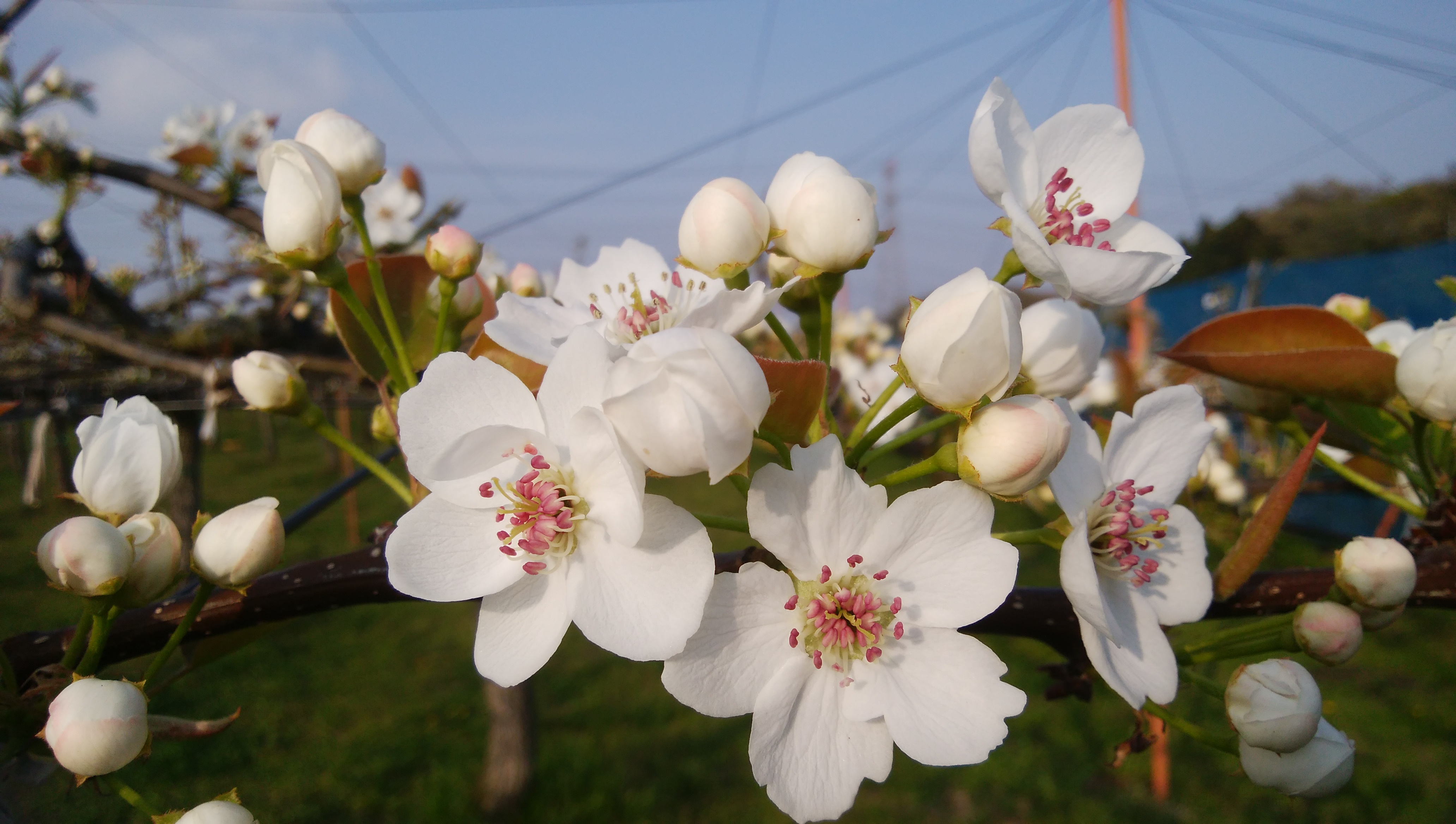 2018年 梨の花が『開花‼』 – フルーツガーデン佐野