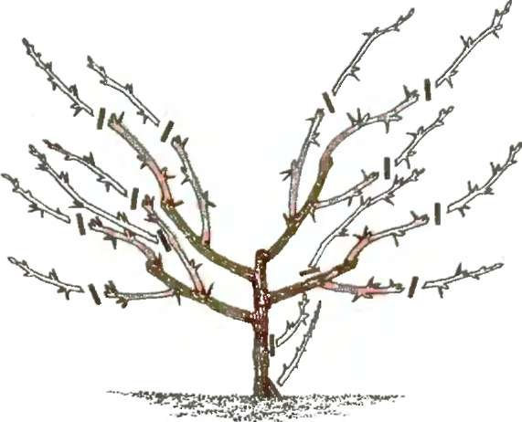 ras114 Как вырезать кусты крыжовника осенью