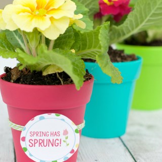 Flower Pot Gift Ideas
