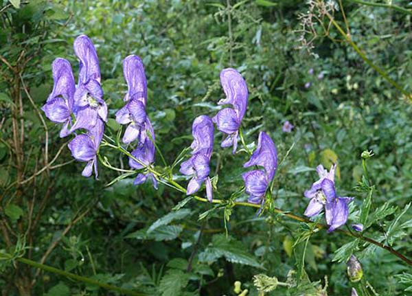 Aconite (a poisonous plant) meaning in hindi, aconite (a poisonous plant) ka matalab hindi me, hindi meaning of aconite (a poisonous plant), aconite . Aconite Interesting Facts Information In Hindi à¤° à¤à¤ à¤¤à¤¥ à¤¯