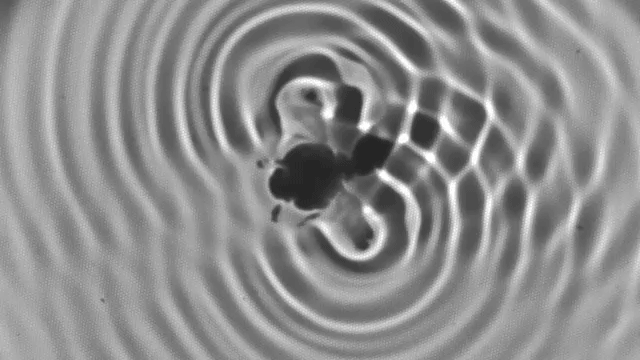 Black and white shadowgraph showing the complicated ripples created by a surfing honeybee when viewed from above