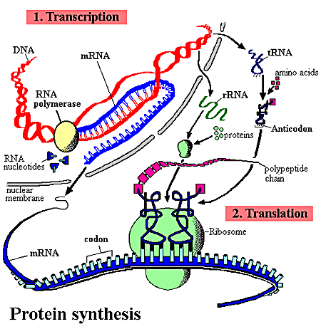 Write the name of that structure in the spaces provided on the diagram. Protein Synthesis In The Cell Is A Miracle