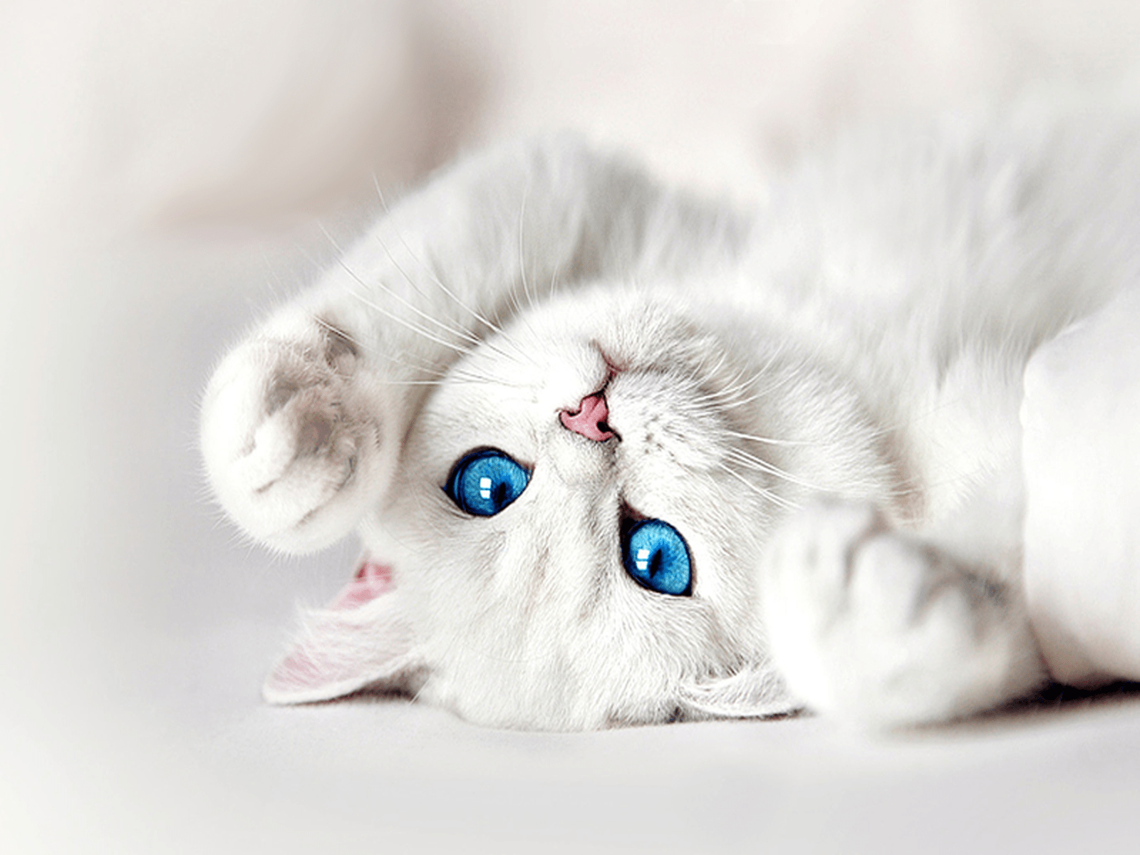 3840x2160 omega seamaster planet ocean watch 4k wallpaper &mediumspace; White Kitten With Blue Eyes Wallpaper Gallery Yopriceville High Quality Free Images And Transparent Png Clipart