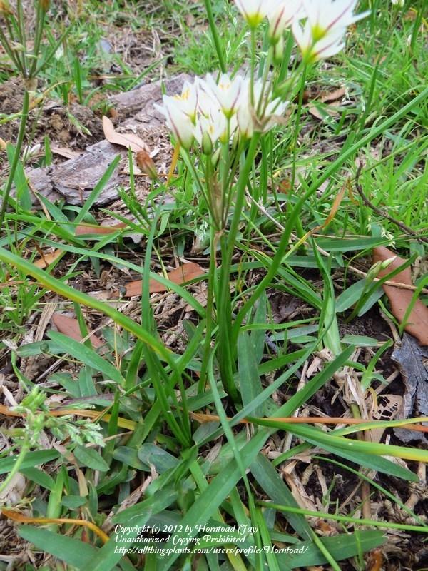 At present, my only reservations about this plant is its small size which makes . Photo Of The Entire Plant Of Crow Poison Nothoscordum Bivalve Posted By Horntoad Garden Org
