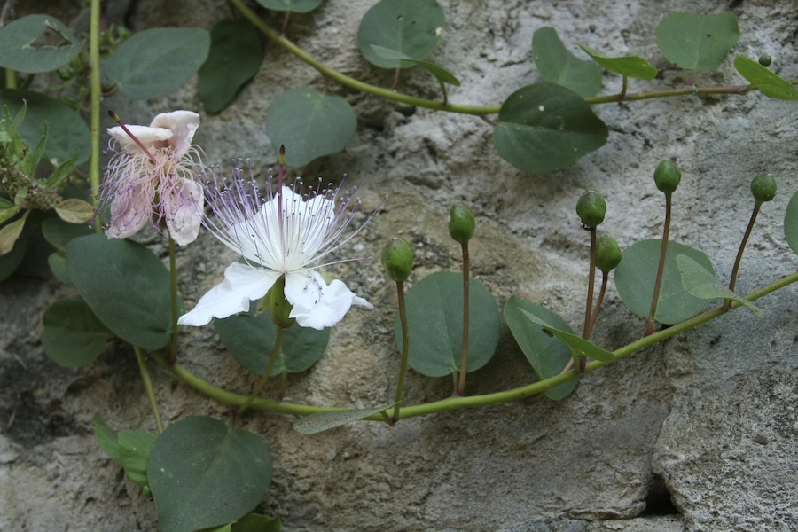 Deliciously pretty edible flowers GardenDrum