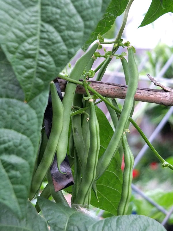 Top 10 easy to grow edibles GardenDrum