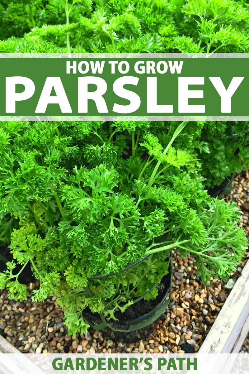 How To Grow Parsley In Uk