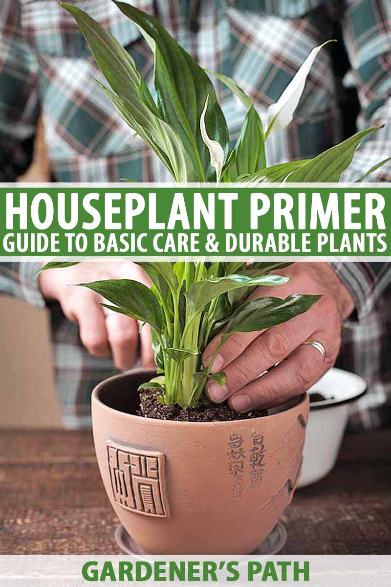 Learn how to create your own indoor water garden in 6 quick steps. Guide To Basic Care Of Houseplants Gardener S Path