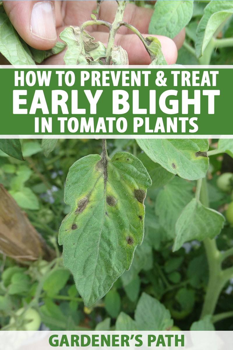pix Black Spots On Tomato Leaves Baking Soda gardener s path