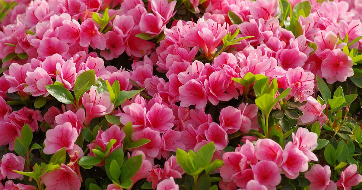 These active organisms have a way of thwarting all gardeners from time to time. How To Grow And Care For Azalea Bushes Gardener S Path