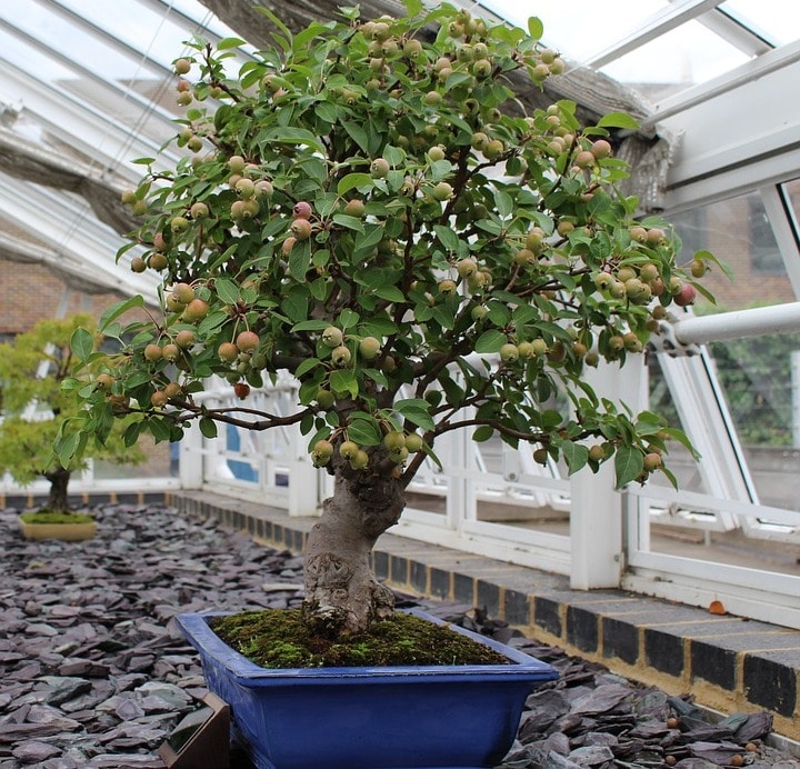 Fruit trees are a garden investment that rewar. Bonsai Gardening Techniques Ideas Tips Gardening Tips