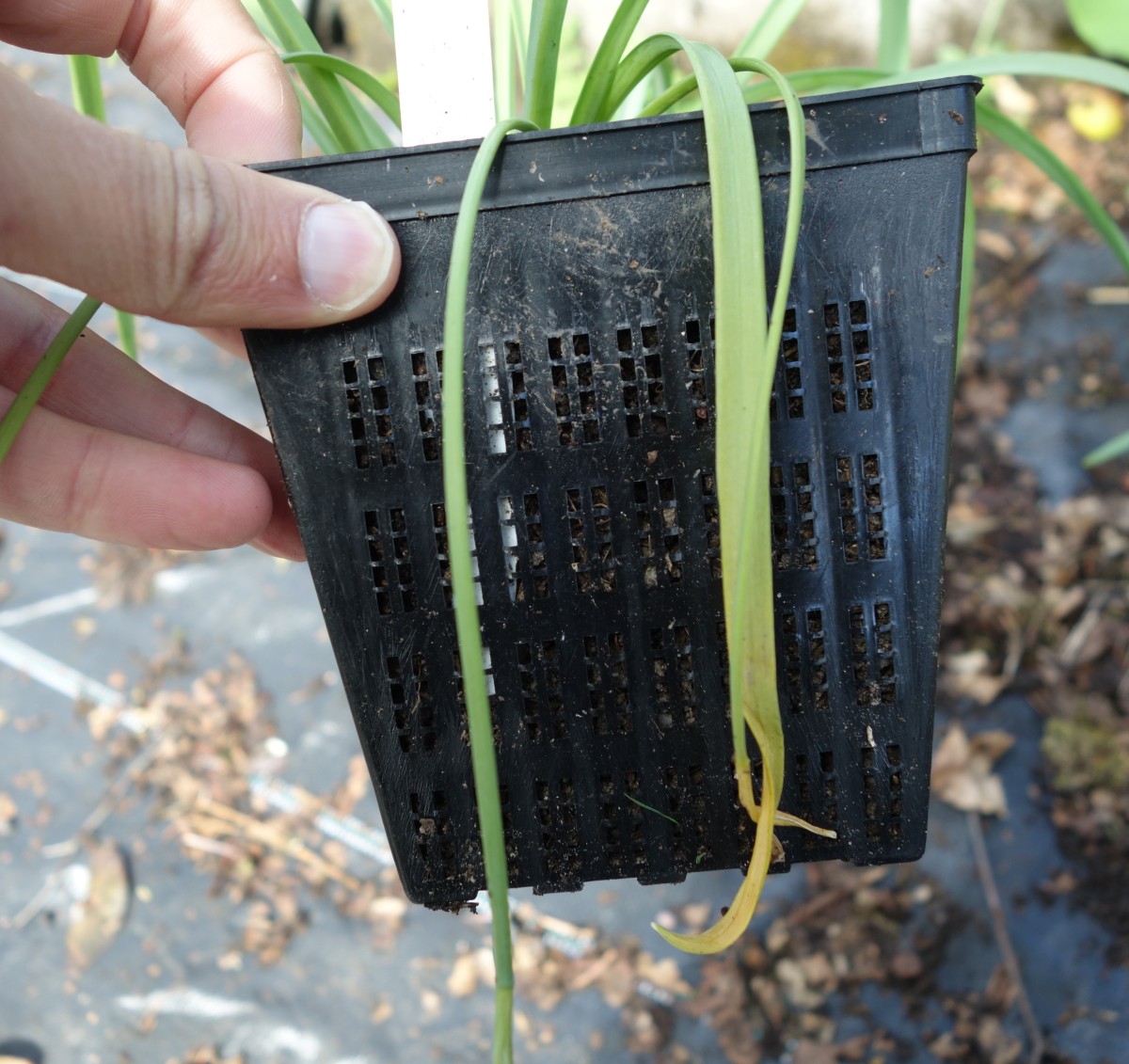 An idea worth stealing Mesh pots for bulb collections The Garden
