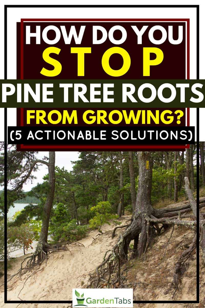To the country districts it came even later. How Do You Stop Pine Tree Roots From Growing 5 Actionable Solutions Garden Tabs
