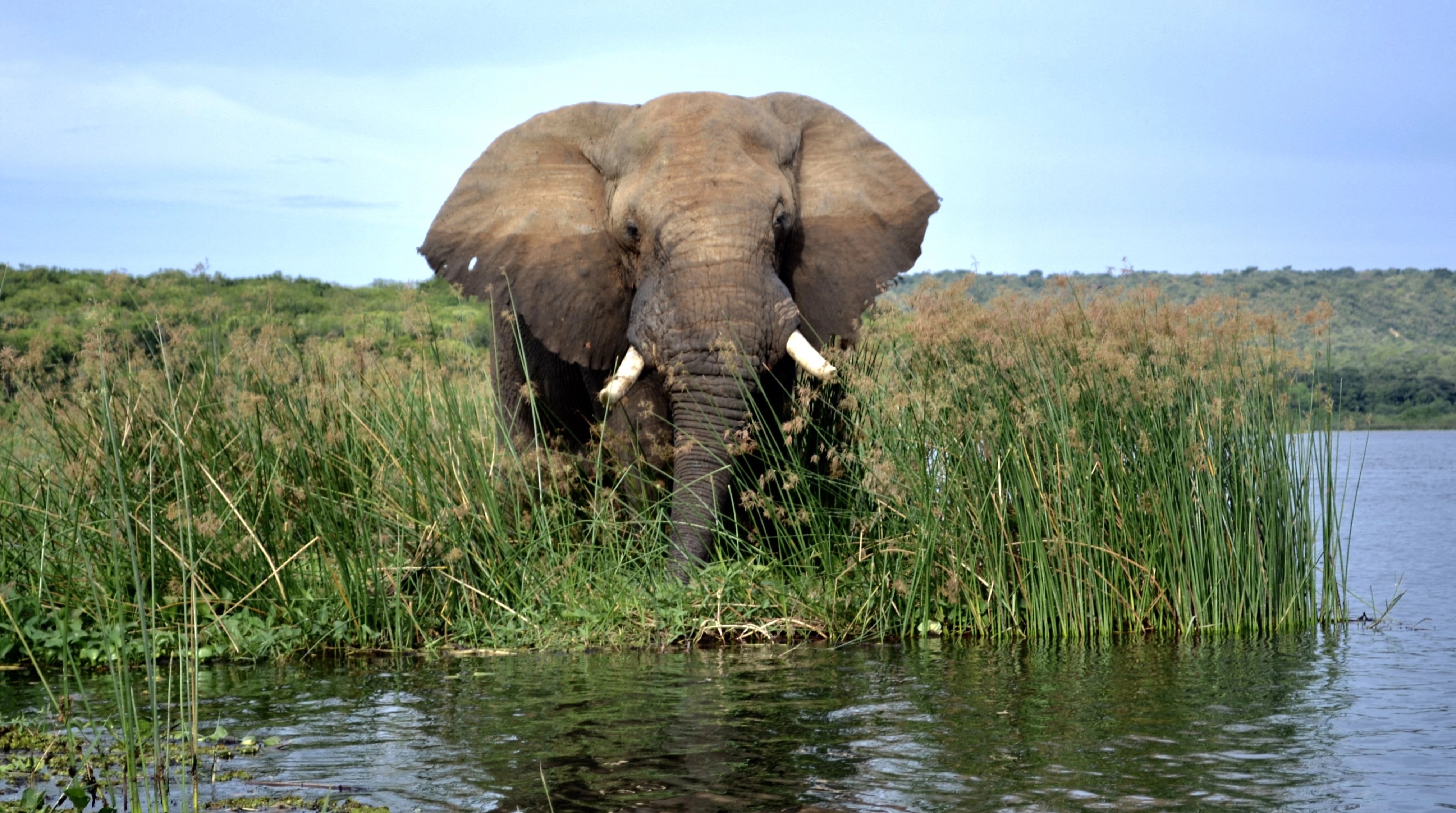 NATIONAL PARKS OF UGANDA Gately Inn Entebbe
