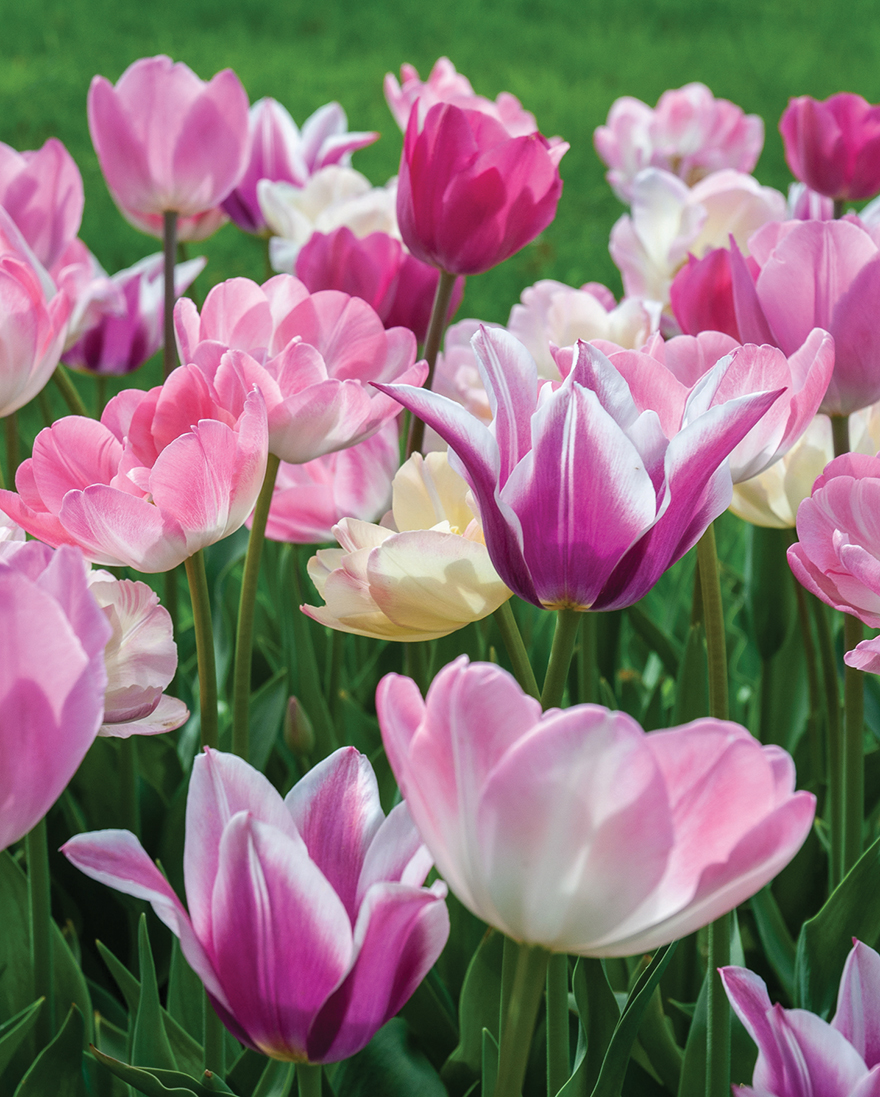 The colorblends house will reopen in spring 2022. Pink Spring Bulbs Are Trending The Gateway Gardener