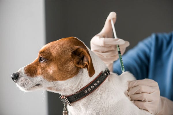 Dog vaccination