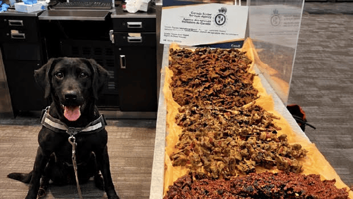 DetectorDog Moby and the undeclared beef and chicken jerky.