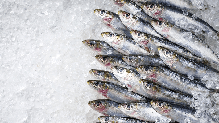 Frozen sardine