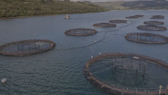 Salmon farming