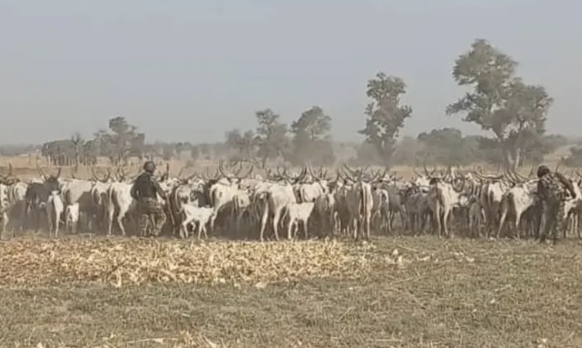 Troops have recovered 529 rustled livestock