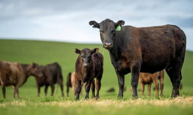 Cattle used to illustrate this story