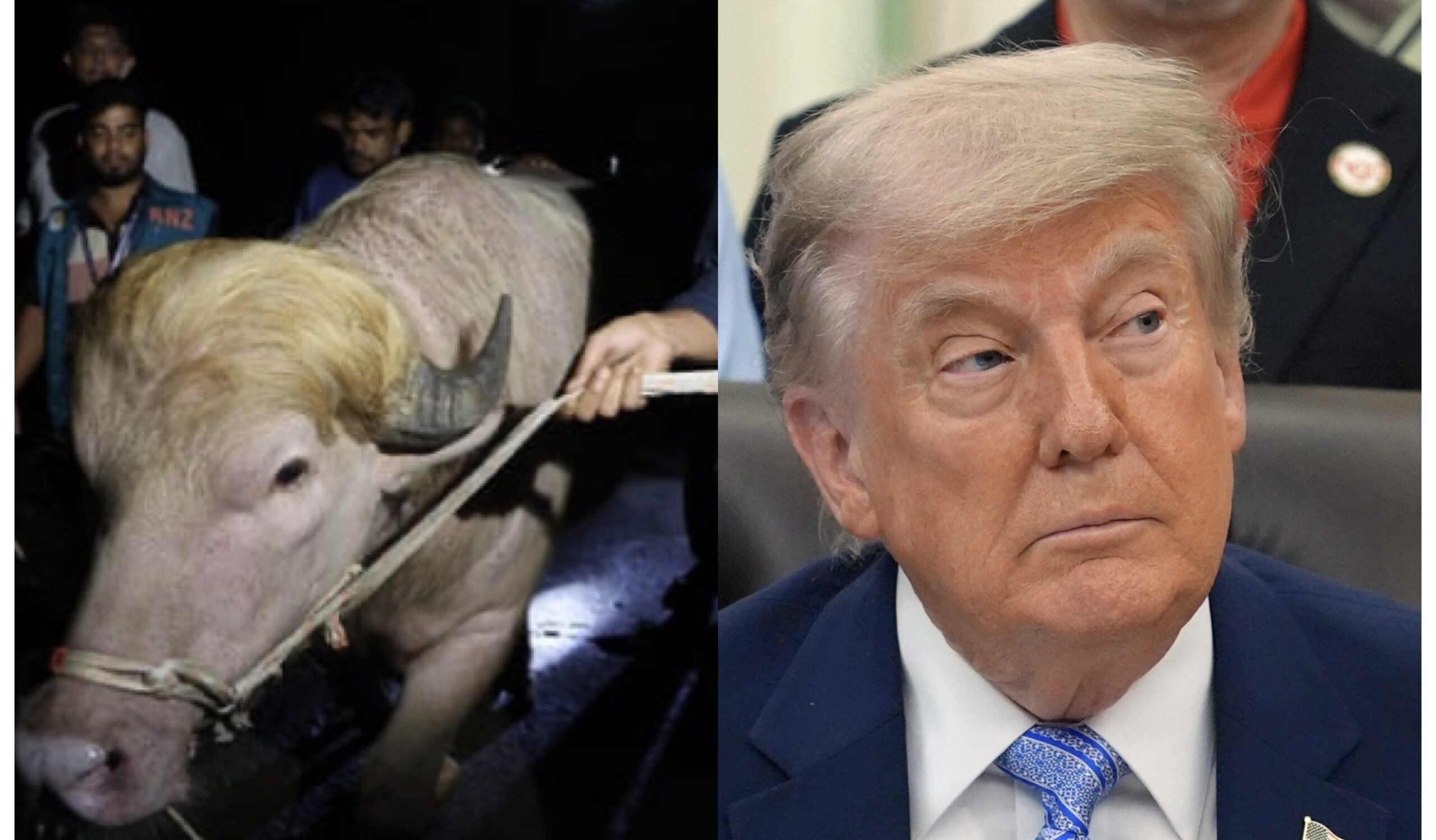 Bangladeshi buffalo and Donald Trump