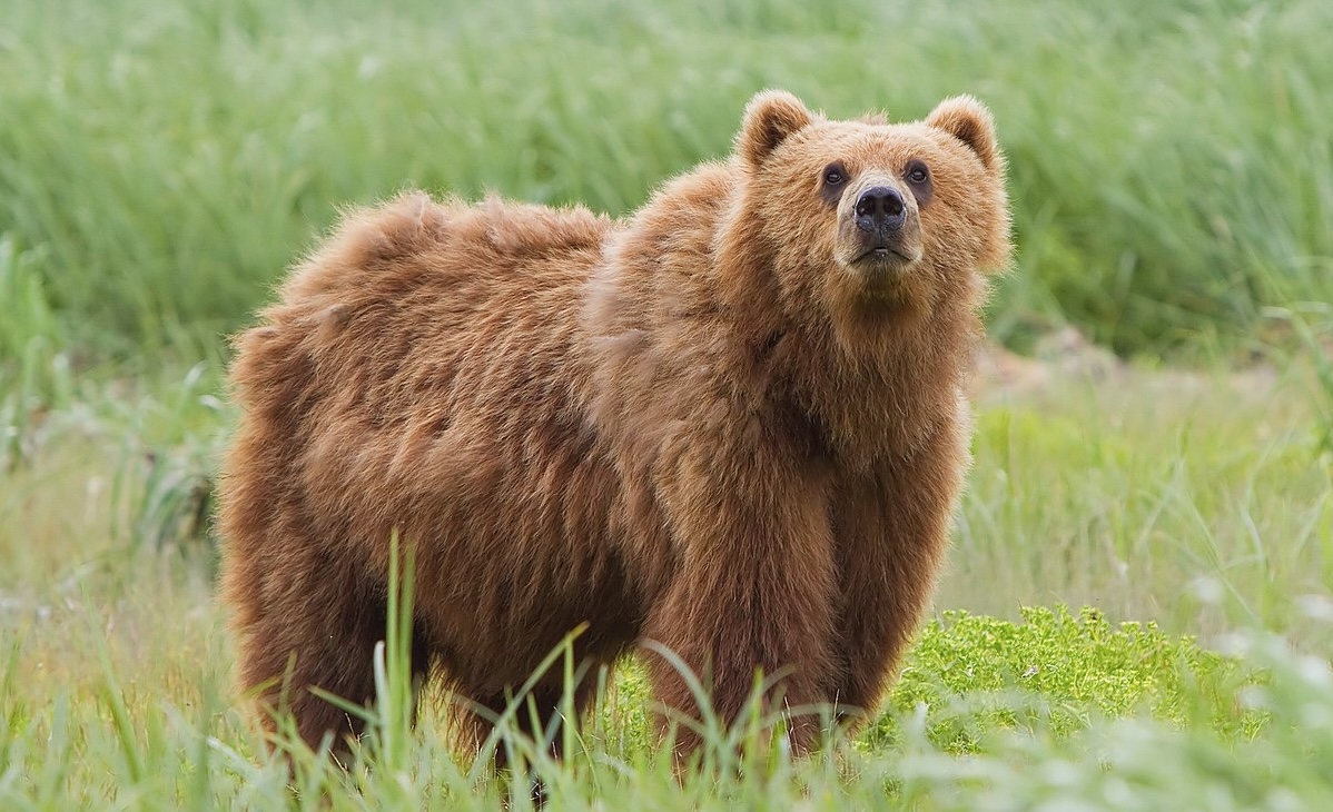 Bear