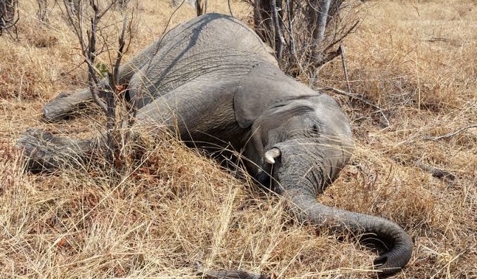 Dead elephant