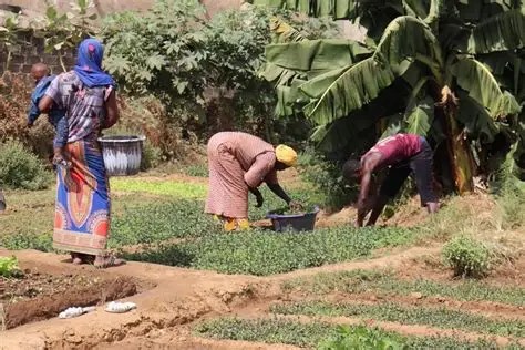 Women working in rural Nigeria