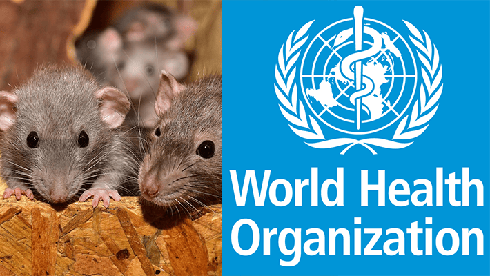 Rats and WHO logo.