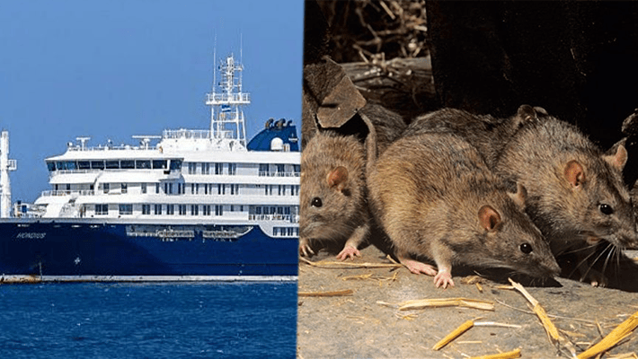 Cruise ship infested by hantavirus and Lagos rats