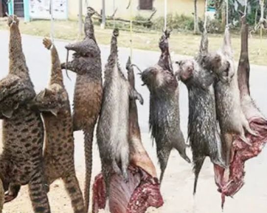 BUSHMEAT and LIon