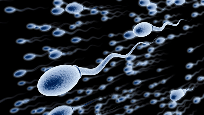 Sperm cells