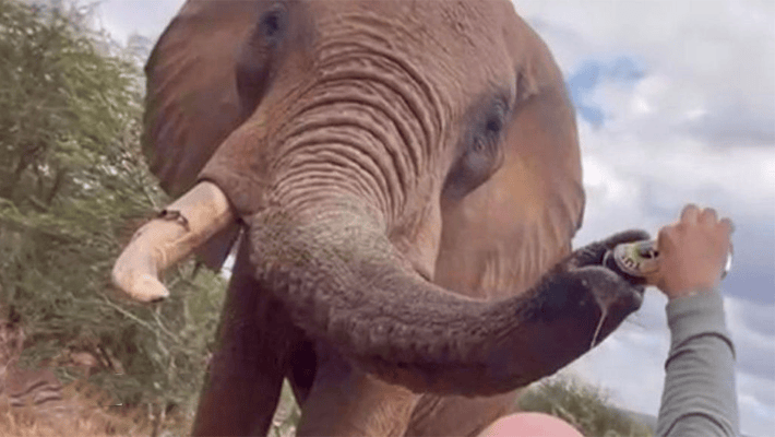 Spanish tourist caught feeding elephant with beer