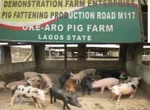 Oke Aro pig farm