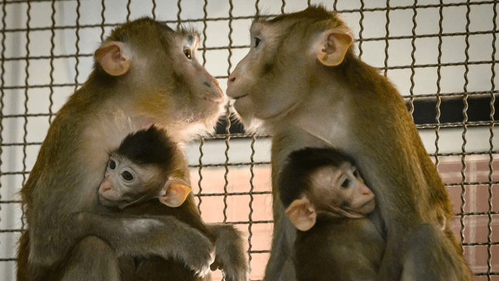 lab monkeys