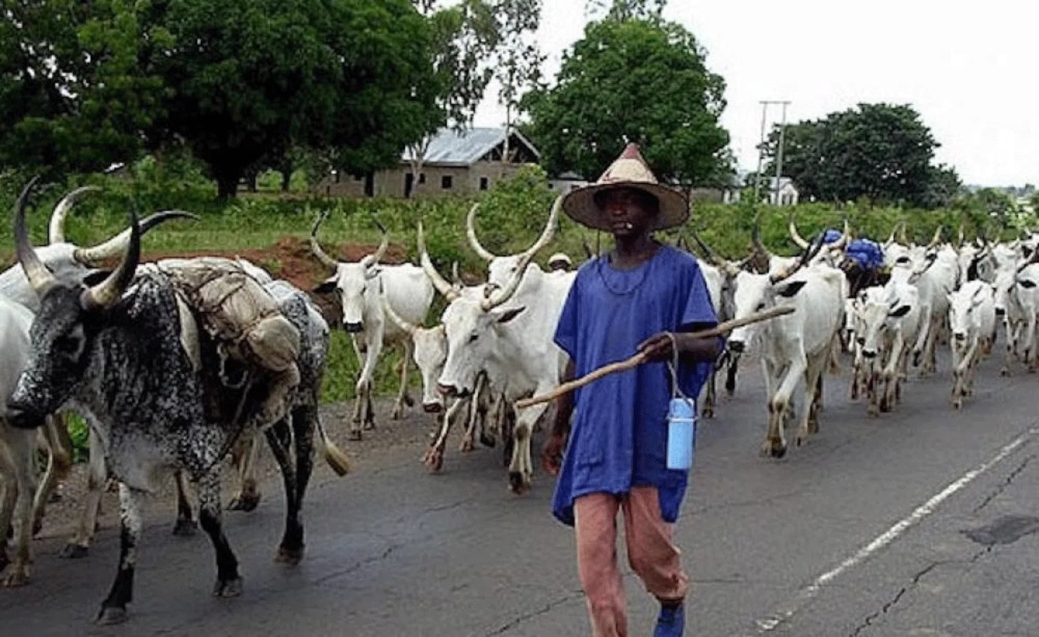 Open grazing