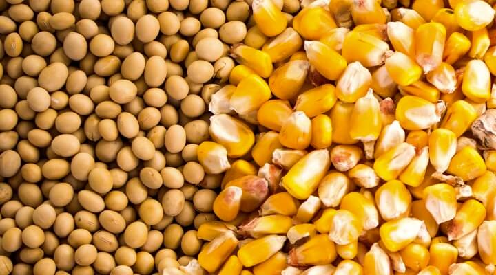 Maize and soybeans