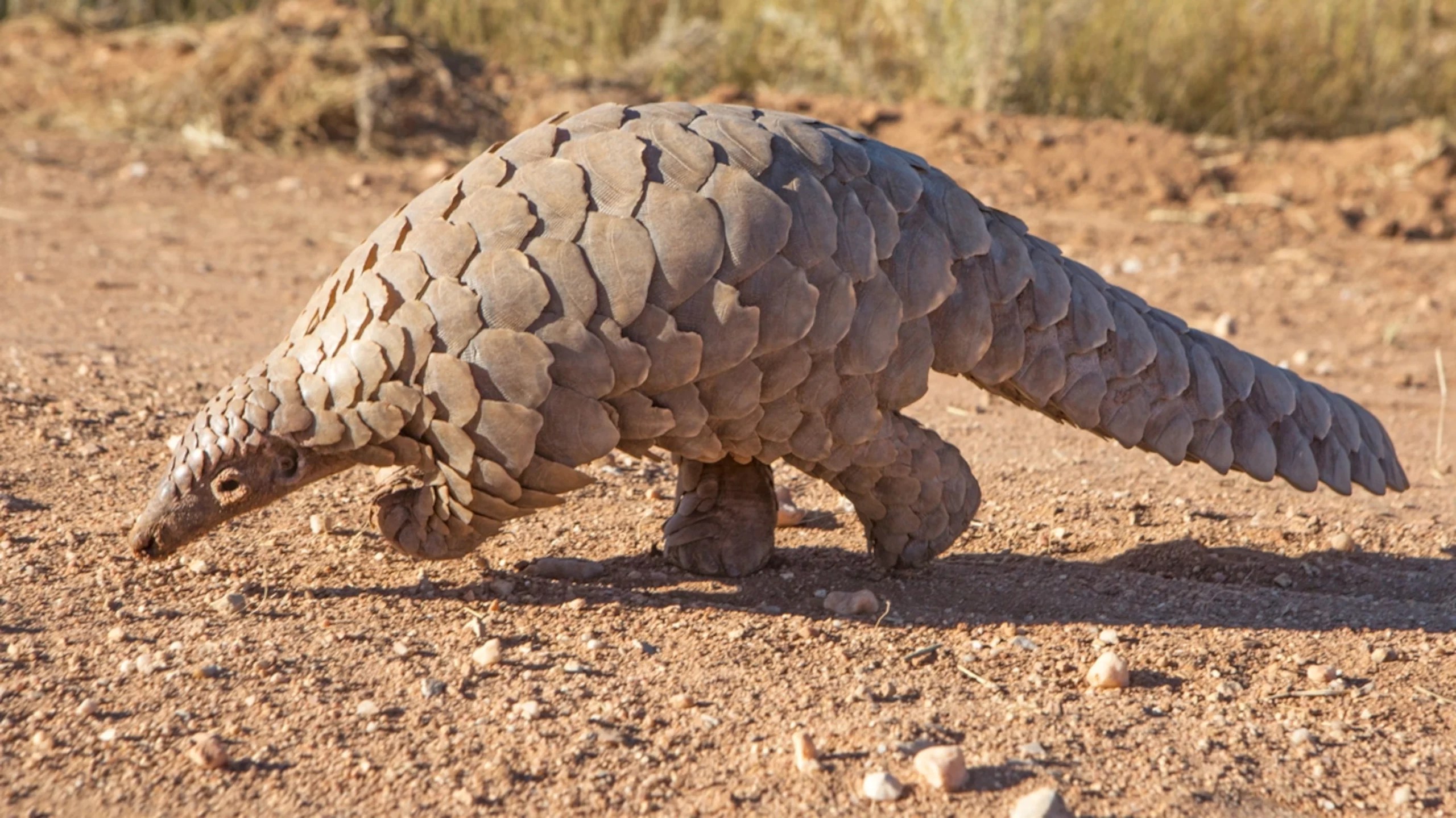 PANGOLINS