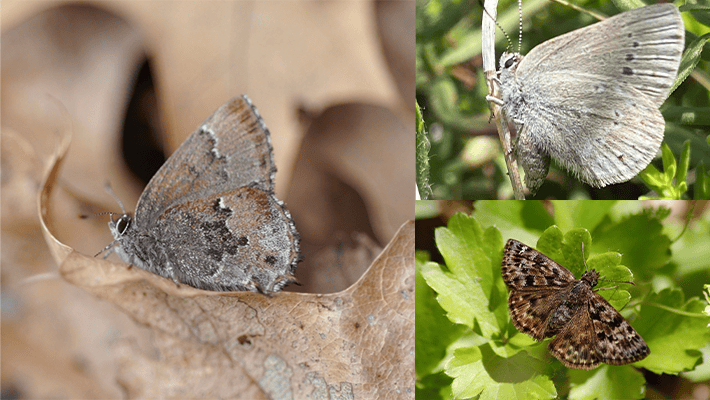 Mottled Duskywing, the Frosted Elfin and the Hairstreak