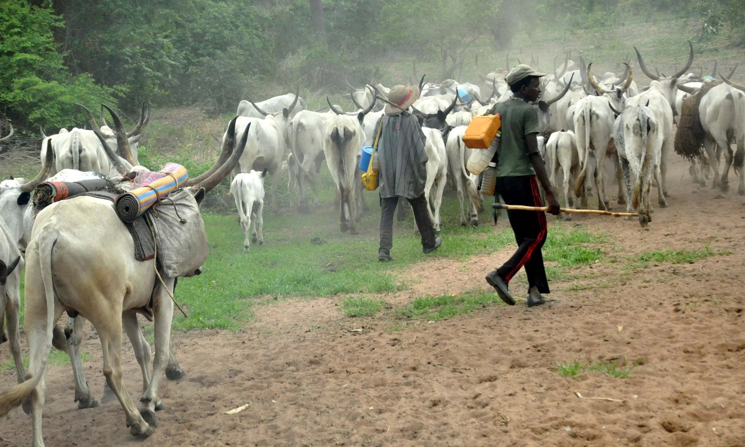 Cattle breeders