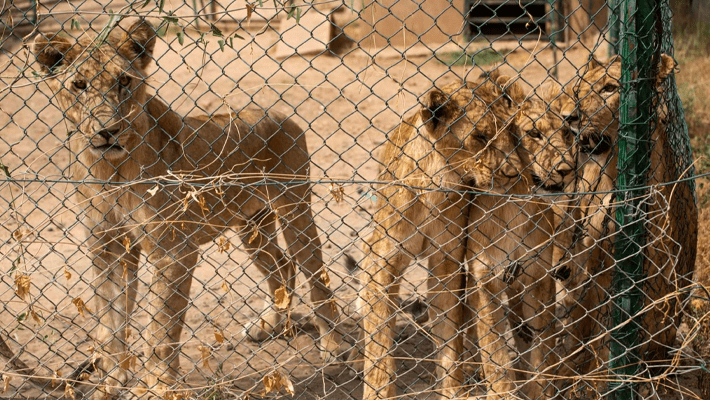 Lions in cages in Africa