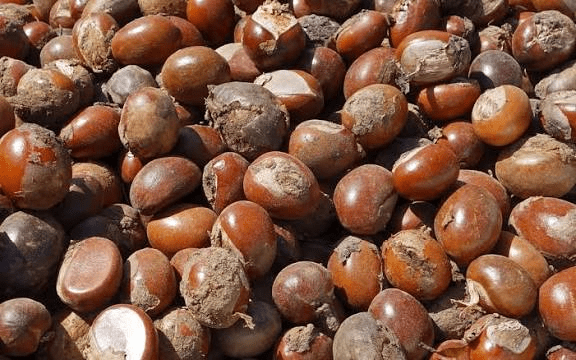 raw shea nut