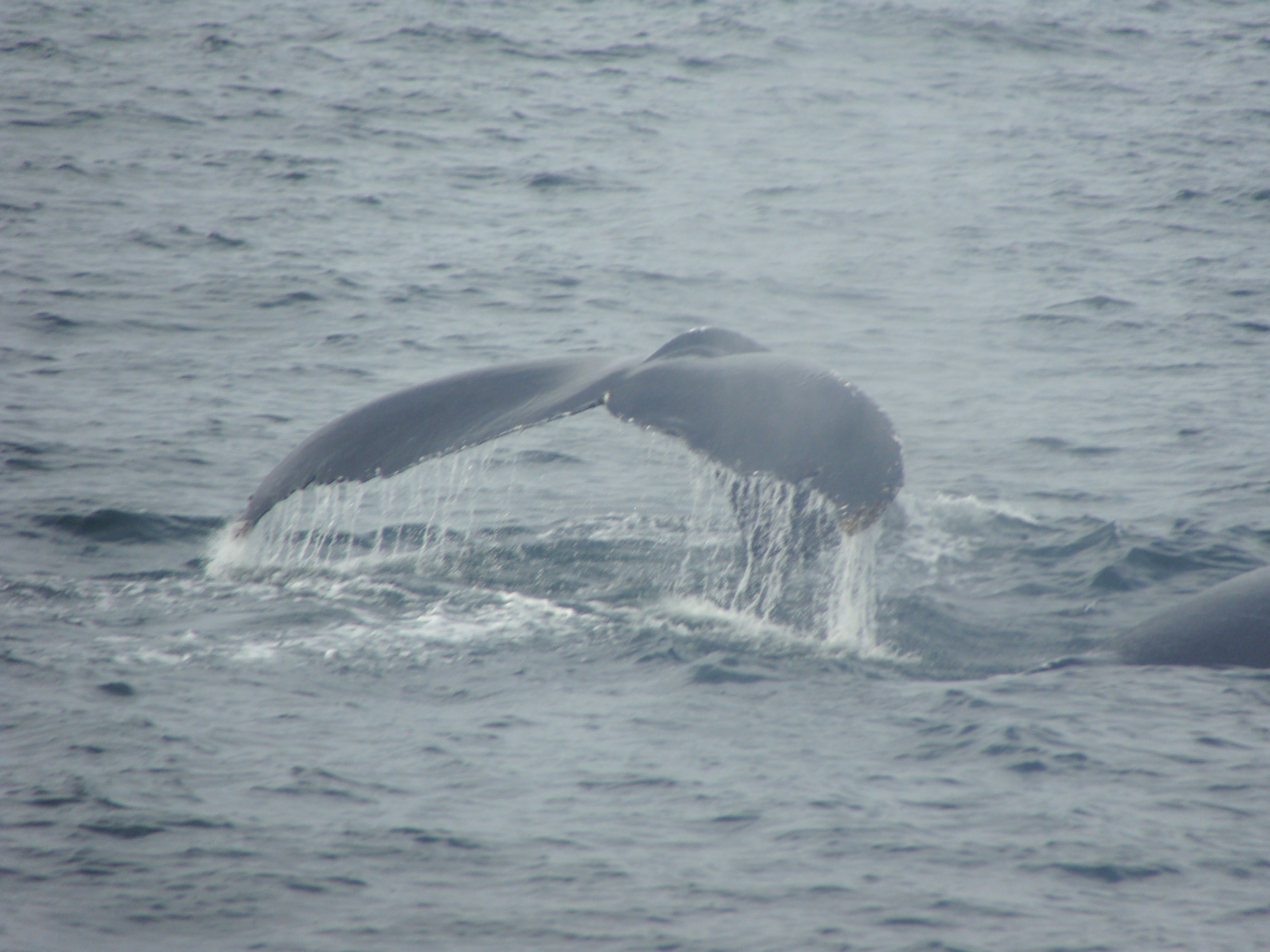 Jim douglass and his family have been . Geeta Subramanium Whale Watching In Boston Geeta Subramanium