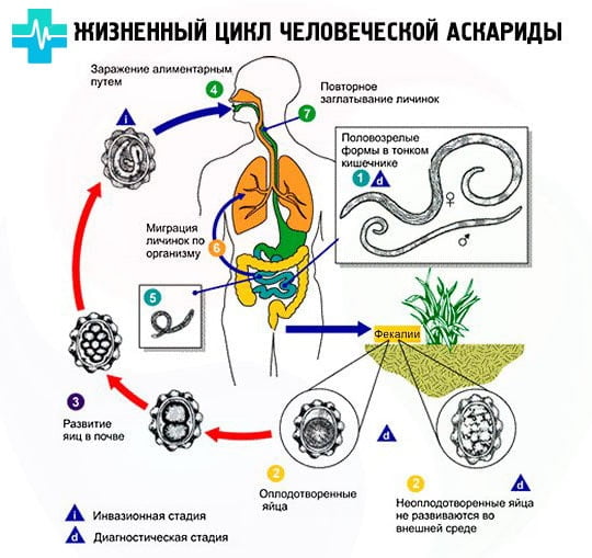 Как возможно заражение аскаридозом чаще всего? Как происходит заражение аскаридами? Профилактику у взрослых пациентов