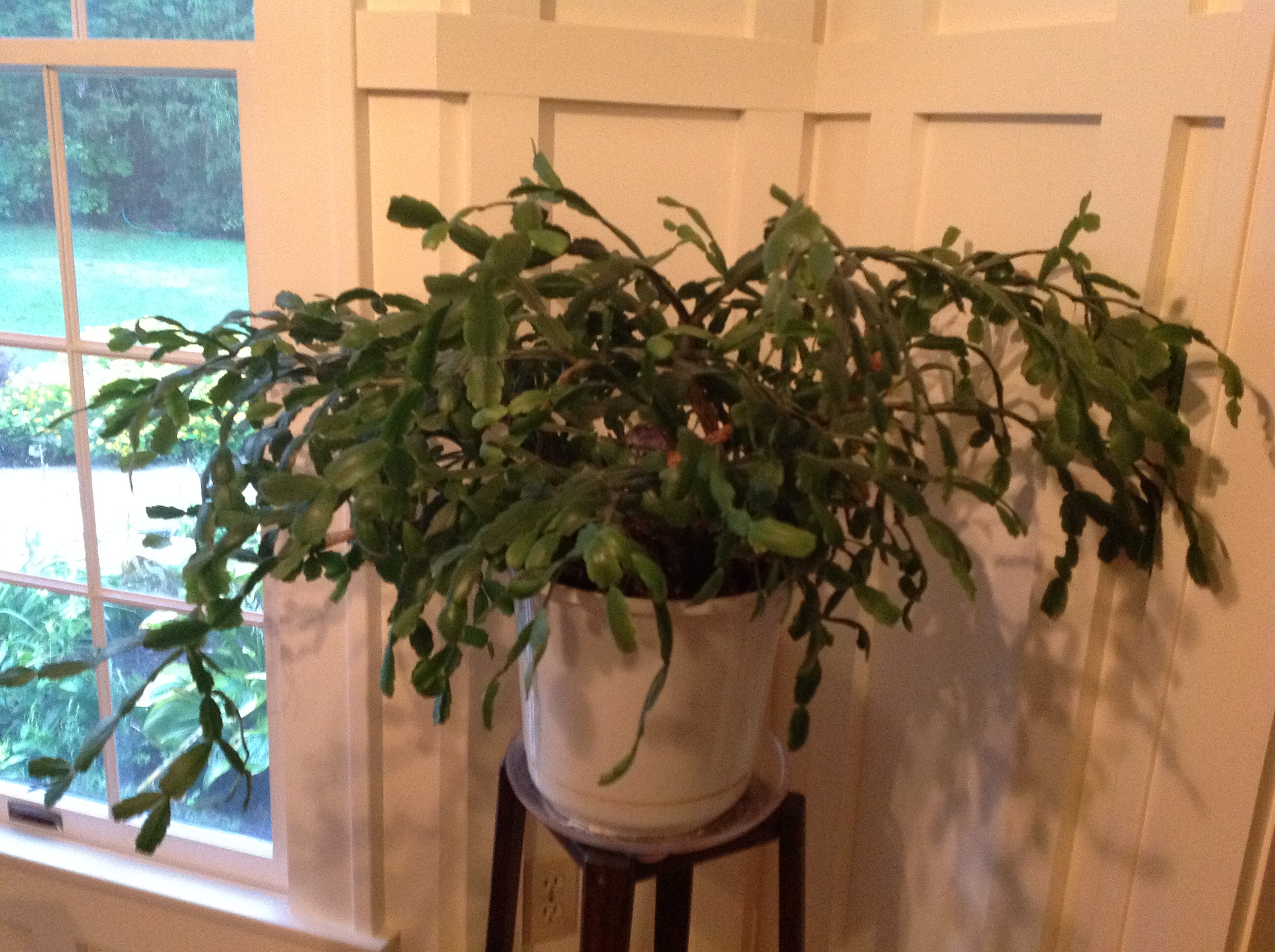 My mother-in-law’s Christmas cactus, Policy Governance, and a meaty