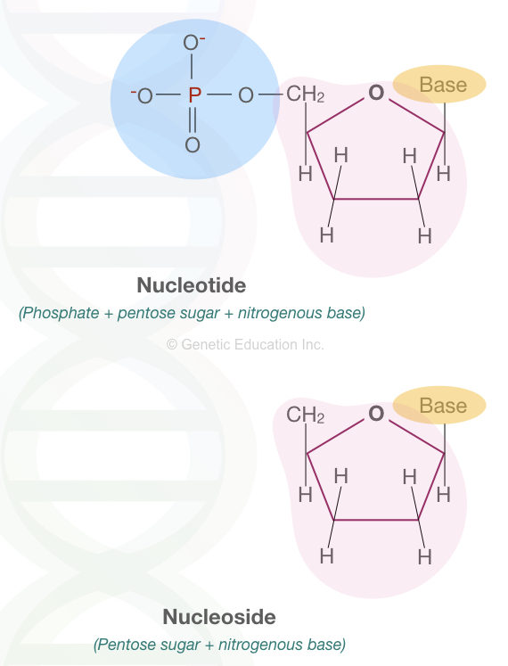 Nucleic Acid Monomer, Dimer And Polymer