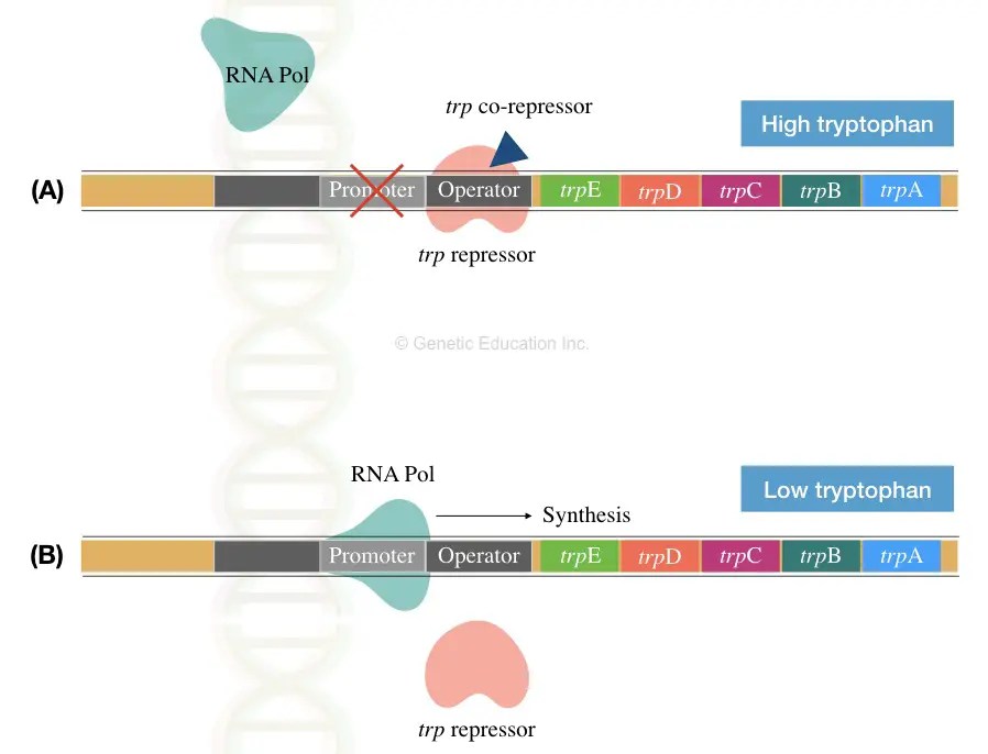 trp & lac Operon and Gene Regulation in Bacteria Education