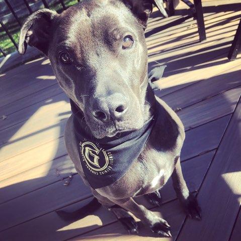 brewers dog bandana